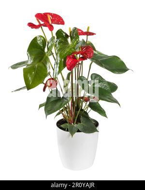 Fleur d'anthurium rouge douce et délicate avec des feuilles vertes poussant dans un pot en céramique isolé sur fond blanc Banque D'Images