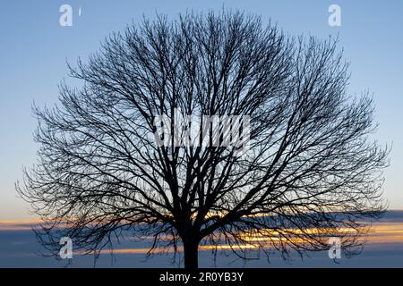 Vue de la silhouette de la partie supérieure d'un grand arbre avec des branches sans feuilles contre un ciel nuageux au coucher du soleil Banque D'Images