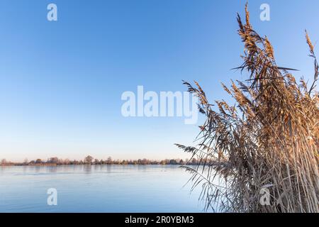 Vue sur la glace presque noire sur la Reeuwijkse Plassen à Reeuwijk, pays-Bas avec une étroite bande de terre au loin et des lits de roseaux devant Banque D'Images