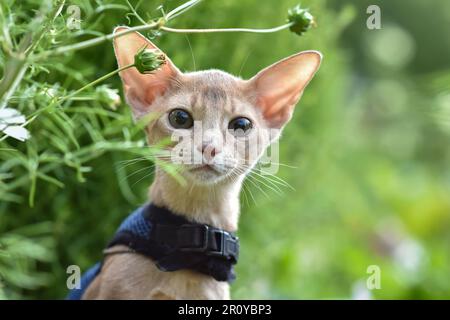 Chat Abyssinien de couleur fauve, portrait en gros plan, marche le long de la pelouse avec des fleurs, espace pour le texte Banque D'Images