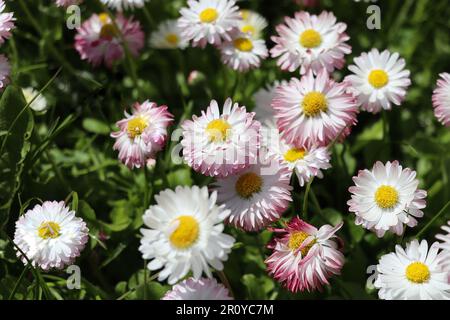 Belle prairie au printemps pleine de marguerites communes blanches et roses fleuries sur l'herbe verte. Pelouse en Marguerite. Bellis perennis Banque D'Images