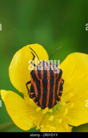 Gros plan vertical naturel sur le punaise rayé rouge et noir, Graphosoma italicum dans une fleur de coupe de beurre jaune Banque D'Images