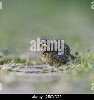 Jeune oiseau... Oiseau-Robin *erithacus rubecula*, pas encore de poussin à part, nichée Banque D'Images