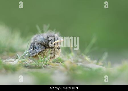 Bébé oiseau... Robin ( erithacus rubecula ), pas encore poussin à part, probablement tombé du nid Banque D'Images