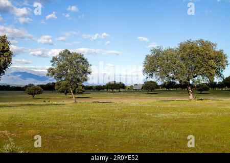 Holm Oak grove à la Vera, Estrémadure, Espagne, avec les montagnes de la Sierra de Gredos en arrière-plan Banque D'Images