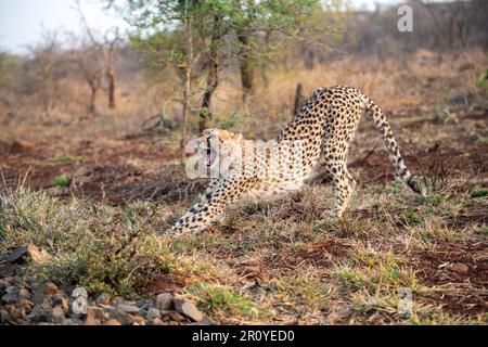 Cheetah s'étendant dans la brousse en Afrique du Sud Banque D'Images