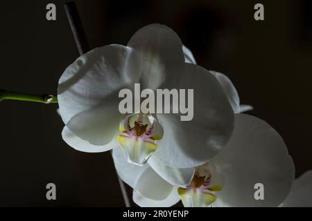 Phalaenopsis amabilis, communément appelé orchidée de lune, orchidée de papillon, ou orchidée de mariposa, est une espèce de plante à fleurs de la famille des orchidées Banque D'Images