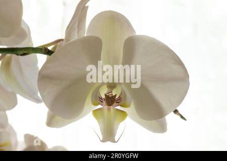 Phalaenopsis amabilis, communément appelé orchidée de lune, orchidée de papillon, ou orchidée de mariposa, est une espèce de plante à fleurs de la famille des orchidées Banque D'Images