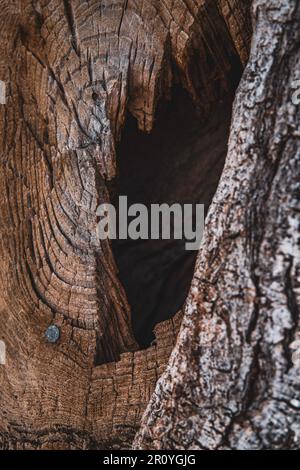 Gros plan d'une ancienne souche d'arbre avec un trou au centre, visible à la base Banque D'Images