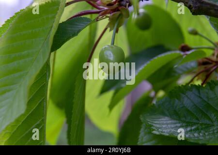 Cerisier sauvage (Prunus avium) drupe verte Banque D'Images