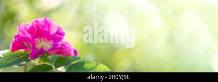 Bannière printanière en fleurs. Belle fleur rose rosehip gros plan sur un arrière-plan vert flou et doux avec un reflet du soleil. Photo florale printemps ou été. Interdiction Banque D'Images