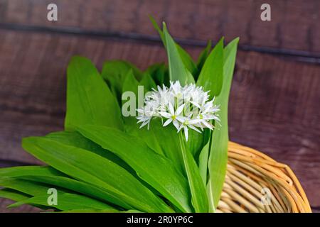 Fleurs et feuilles d'ail sauvages en gros plan Banque D'Images