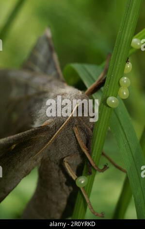 Gros plan sur une femelle de Poplar Hawk-Moth, Laothoe populi, ponçant des oeufs dans l'herbe Banque D'Images