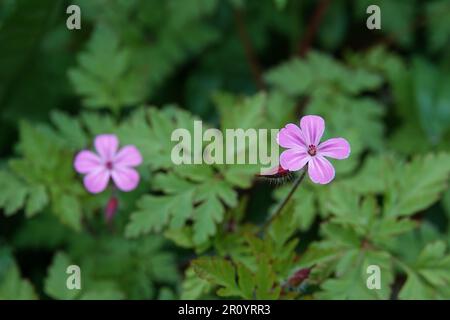 Gros plan sur la petite fleur rose colorée du geranium robertianum de roberts ou d'Ecossais dans la forêt Banque D'Images