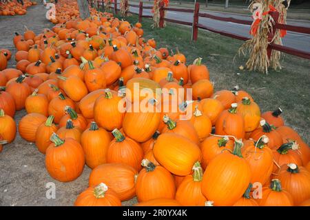 Une pile de citrouilles orange vif dans une ferme de citrouilles Banque D'Images