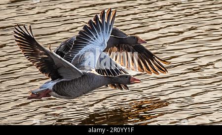 Vol majestueux de l'OIE du Graylag Banque D'Images