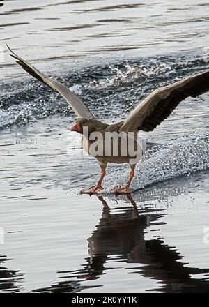 Vol majestueux de l'OIE du Graylag Banque D'Images