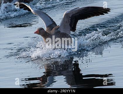 Vol majestueux de l'OIE du Graylag Banque D'Images