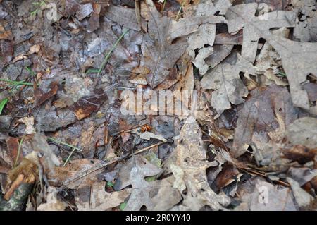 Une coccinelle sur une pile de feuilles mortes Banque D'Images