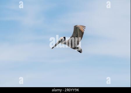 Un Pelican vole avec des ailes étalés sur Un fond ciel bleu Banque D'Images