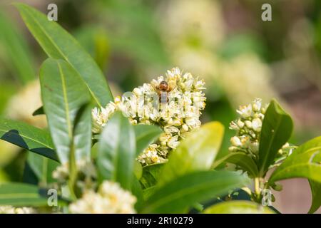 Gros plan de skimmia japonica Kew fleurs vertes en fleur Banque D'Images