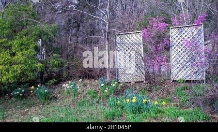 Jardin de printemps avec jonquilles et un buisson d'azalée qui pousse contre deux trellisis à Taylors Falls, Minnesota, États-Unis. Banque D'Images