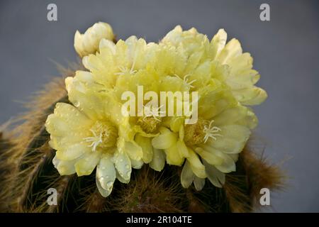 Vue rapprochée en haut d'un groupe de fleurs de cactus jaunes cultivées sur un cactus cylindrique pendant la saison du printemps Banque D'Images