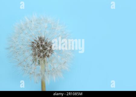 Fleur de pissenlit sur fond bleu Banque D'Images