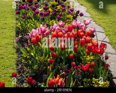 Chenies Manor Garden Tulips en mai. Des tulipes rouges, orange, roses et violettes, plantées en couches dans le jardin en contrebas, un après-midi agréable. Banque D'Images