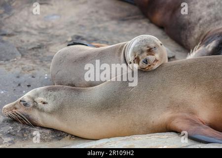 Lion de mer de Californie, Zalophus californianus, mère et pup, dormant, la Jolla, San Diego, Californie, États-Unis, Océan Pacifique Banque D'Images