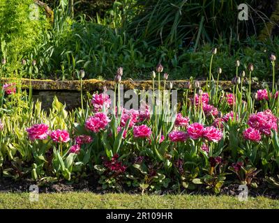 Tulips Chenies Manor Garden en mai, tulipes Dior rose vif avec des alliums pourpre en bouton, plantées dans le jardin en contrebas. Beau temps et couleurs vives. Banque D'Images