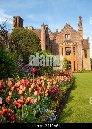 Chenies Manor Garden Tulips le soir de mai. Plantation massive de variétés de tulipes de Slawa et Apricot Foxx.nouvelles feuilles fraîches et feuilles évergées clippées. Banque D'Images