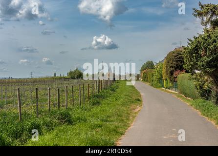 Vignobles dans le parc régional de Rhein main près de la Floersheimer Warte Banque D'Images