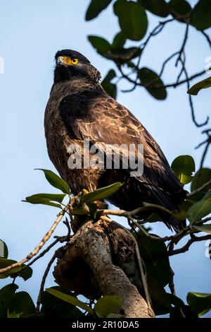 Crested Serpent Eagle, parc national de Ranthambore, Rajasthan, Inde Banque D'Images