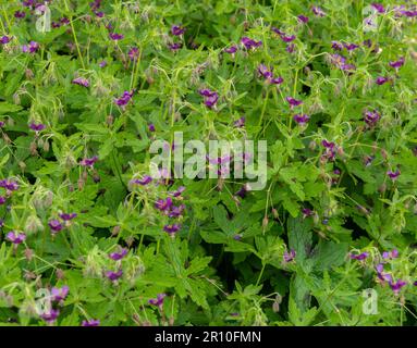 Géranium phaeum. Dusky Cranesbill. Géranium Samobor. Banque D'Images