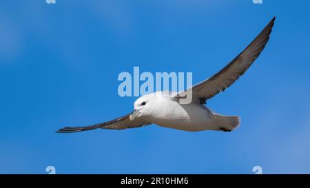 Fulmar du nord volant avec des ailes en plein ciel bleu clair Banque D'Images