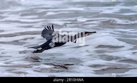 Cormorant survolant l'océan Banque D'Images