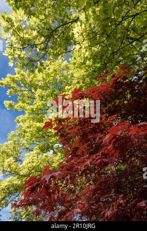 Sycamore, printemps, érable japonais, couleur, jaune rouge, Arbres, contraste Banque D'Images