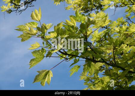 Feuillus, branches, Sycamore, érable, feuilles, Acer pseudoplatanus, printemps, saison Banque D'Images