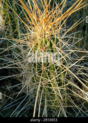 Hedgehog Cactus (Echinocereus) dans le parc national de Big Bend, Texas Banque D'Images