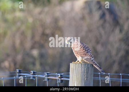 Un seul cerf-volant rouge restliement au-dessus d'un poste de clôture marron dans le Yorkshire du Sud, Angleterre, automne 2022. Banque D'Images