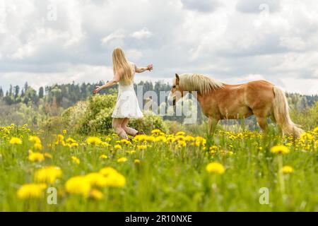 Une jeune femme blonde et son cheval haflinger appréciant leur temps au printemps dehors. Scène d'amitié entre une équestrienne et son poney Banque D'Images