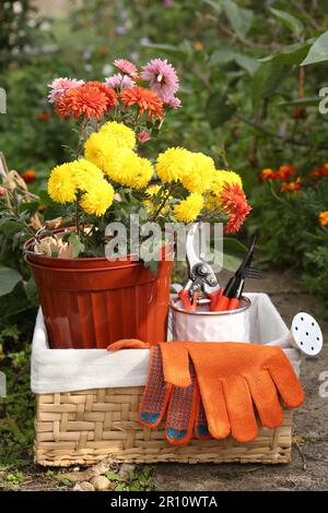 Panier en osier avec gants de jardinage, fleurs en pot et outils à l'extérieur Banque D'Images