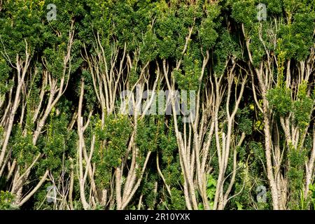 Yew, Hedge, Old, European Yew, Evergreen, Garden, English Yew, Taxus baccata haie de nouvelles pousses émergeant sur le vieux bois après une coupe profonde Banque D'Images