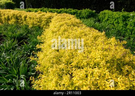 Spiraea, Hedge, Garden, Spirea japonaise, Spiraea japonica « Golden Princess » Banque D'Images