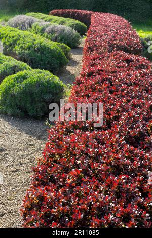 Haie de fraise Berberis 'Bagatelle' dans le jardin Lavender Banque D'Images