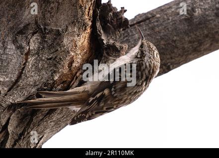 Un oiseau créeper brun (Certhia americana) s'accrochant à l'écorce d'un tronc d'arbre avec ses talons pointus en hiver. Vue rapprochée. Banque D'Images