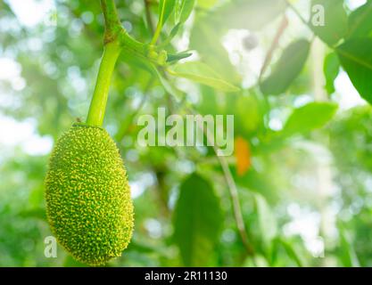 Un jeune jackfruit sur un arbre de jackfruit dans un jardin tropical de fruits. Bébé jackfruit sur fond flou de feuilles vertes dans le jardin de jackfruit biologique. Fruit tre Banque D'Images