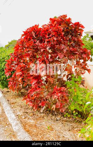 Arbre ornemental rouge Banque D'Images