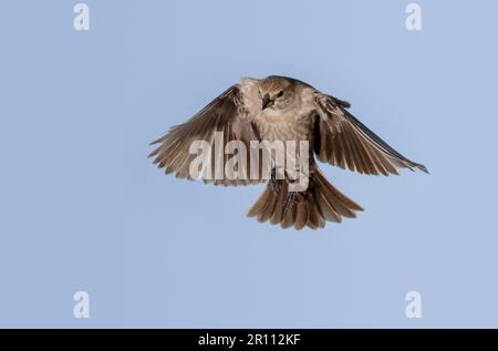 Cowbird à tête brune (Molothrus ater) femelle volant, Galveston, Texas, États-Unis. Banque D'Images